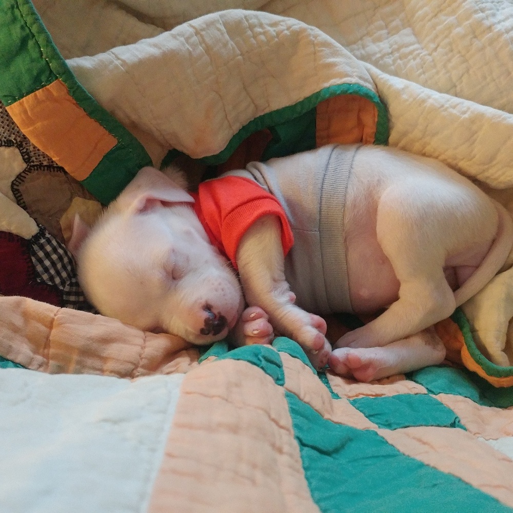 Meet your Posher, Connie